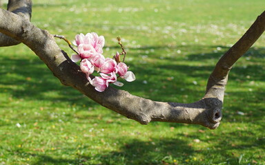 Pink Magnolien, die an einem einzelnen Ast gewachsen sind