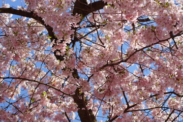 Ein Baum mit kleinen rosa Blüten im Frühling