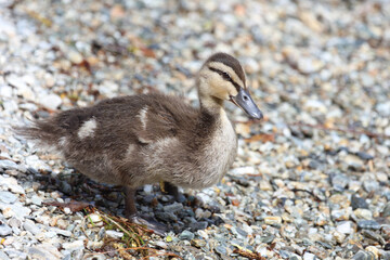Stockente / Mallard / Anas platyrhynchos...