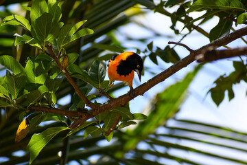 Campo Troupial (Icterus jamacaii) on a tree. Orange bird  known as corrupião in Brazil.  - Powered by Adobe