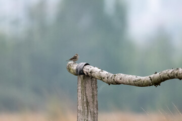 kleiner Vogel auf einem Zaun