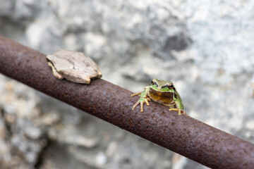  Middle east tree frog, Hyla savignyi, on a steel bar