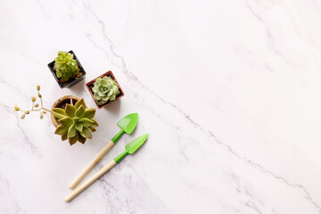 Collection of various succulents with garden tools in pots on marble background. Potted indoor house plants or home gardening concept. Flat lay, copy space