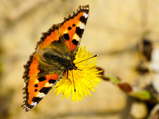 European Small Tortoiseshell butterfly sucks nectar from the yellow coltsfoot flower