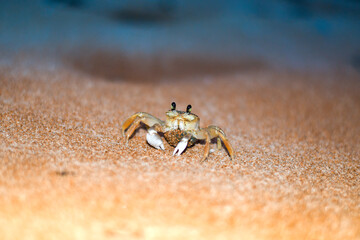 Ghost Crab with a cluster of eggs. Yellow sand on the beach at night. Brazilian 