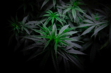 green hemp leaves and top on a black background toned with soft focus