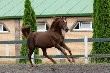 Beautiful chestnut horse running in paddock on the sand background