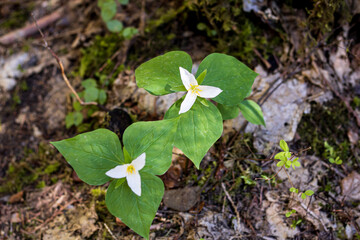 Two flowers in the forest