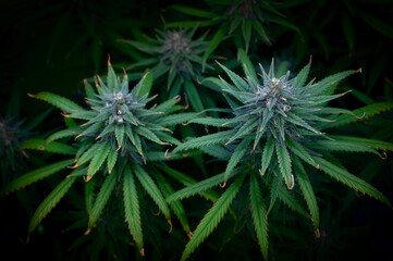 Ripe cannabis buds with green leaves on a dark background toned with soft focus