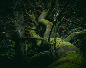 green tree in the forest