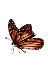Fototapeta na wymiar Watercolor butterfly on a white background, illustration, nature, insects