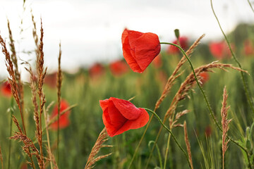 Bright wild red poppies, flowers wet from rain, growing in green unripe wheat field
