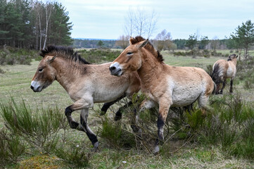 Wild Przewalski horses near a forest chasing each other