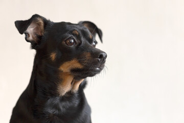 A Black little funny dog on a white background