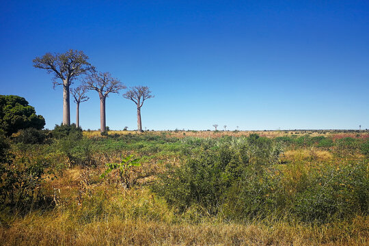 Grass, small shrubs growing on flat land, three tall baobab trees in distance, typical Madagascar landscape are region near Sakaraha