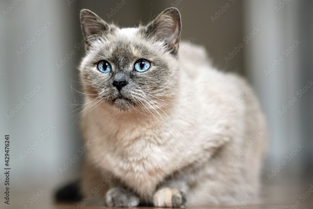 Wall mural Older gray cat with piercing blue eyes, laying on wooden floor, closeup shallow depth of field photo