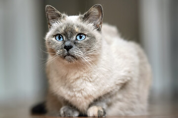 Fototapeta premium Older gray cat with piercing blue eyes, laying on wooden floor, closeup shallow depth of field photo