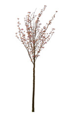 Red Maple tree cutout, spring tree blooming isolated on white background.