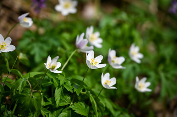 White spring flower Anemone nemorosa on a sunny day