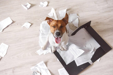 Bad dog making mess with important work documents. Naughty pet at home. Bad puppy waiting for...