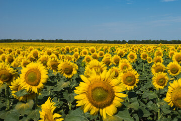 Big field of bright yellow sunflowers growing. Copy space. Agricultural and farming concept
