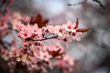 Cherry blossoms in spring close up