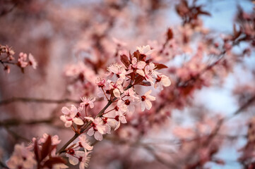 Cherry blossoms in spring close up