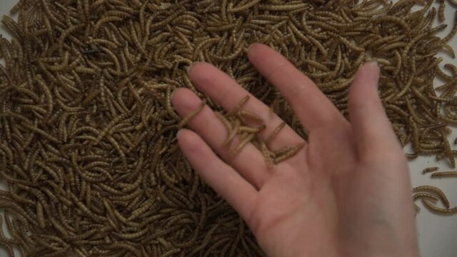 Close-up. A woman's hand that touches a dried mealworm. Top dressing for fish or shippers. Protein
