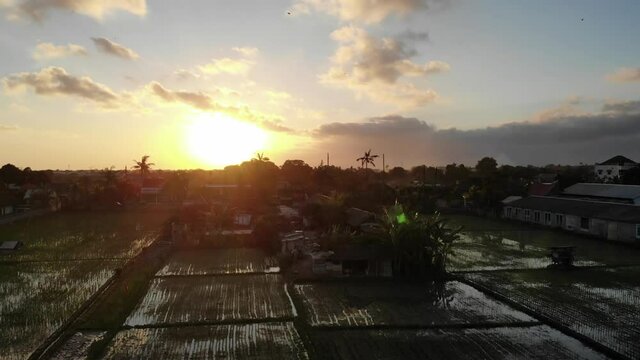 Sunset Over Rice Fields in Seminyak, Bali
