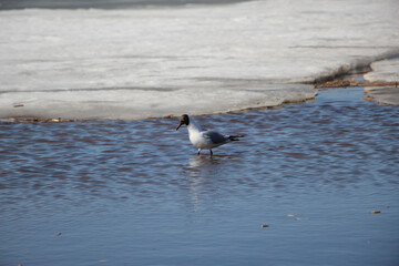 Close-up of a seagull in a thaw at the ice edge on the bay 