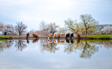 Obraz premium A group of cows drinks water from a lake in a field, trees are blooming around and the grass turns green. The field is part of agricultural land. It's a spring day in Russia.