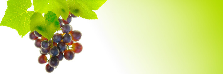 Red grapes banner. Bunches of Red  grapes with leaves isolated on white background with green gradient.Summer berries and fruits banner. Organic pure bio berries and fruits. copy space.