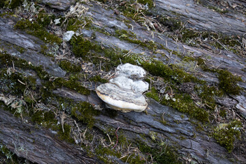 mushroom on fallen tree