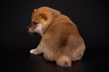 Shiba inu on colored backgrounds