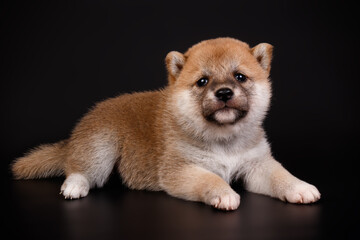 Shiba inu on colored backgrounds