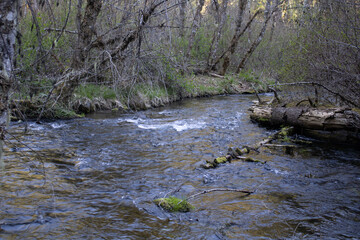 river in the forest
