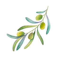 Hand drawn watercolor olive branch with leaves on a white background.