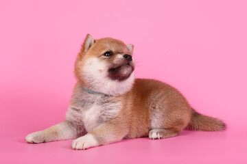 Shiba inu on colored backgrounds