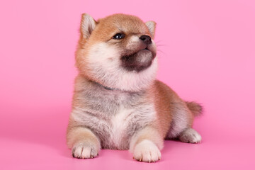 Shiba inu on colored backgrounds