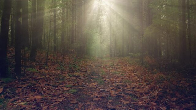 Beautiful sunny morning path in the woods with sun beams.