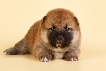 Obraz premium Shiba inu on colored backgrounds