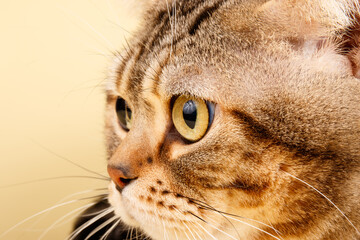 American shorthair cat on colored backgrounds