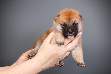Shiba inu on colored backgrounds