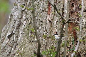 kleiner Vogel im Wald