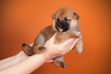 Shiba inu on colored backgrounds