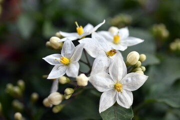 Nahaufnahme von weißen Jasminblüten und -knospen