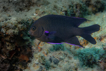 Fula negra or Damisela Canaria  fish ( Abudefduf luridus ) in the sea
