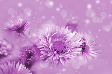 flowers on a beautiful lilac background. Blurred delicate purple background. Floral nature...