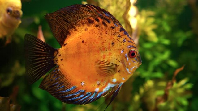 Close-up portrait of bright orange round coral fish in aquarium. Beautiful sea creature staying in place, while wiggling fins. Concept of oceanarium, underwater.