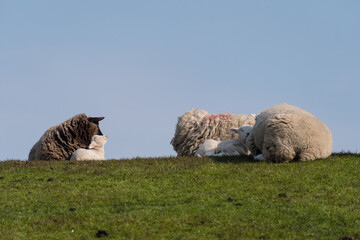 Sheep and lamb on the dike of Westerhever in Germany